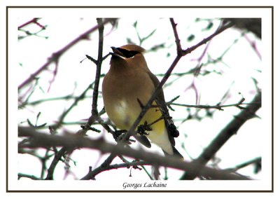  Jaseur d'Amrique - Cedar Waxwing -	Bombycilla cedrorum (Laval Qubec)