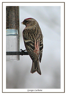 Sizerin flamm - Greater Common Redpoll - Carduelis flammea (Laval Qubec)