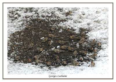 Sizerin flamm - Greater Common Redpoll - Carduelis flammea (Laval Qubec)