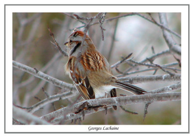 Bruant hudsonien - American Tree Sparrow - Spizella arborea (Laval Qubec)