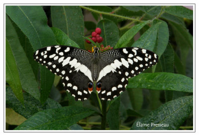 Papilio demodocus - Papilio demodocus