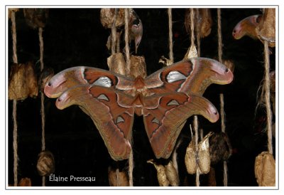 Papillon cobra - Attacus atlas - couple