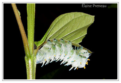 Chenille - Papillon cobra - Attacus atlas