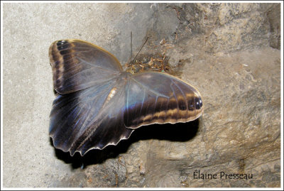 Papillon-chouette - Caligo eurilochus