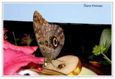 Papillon-chouette - Caligo eurilochus