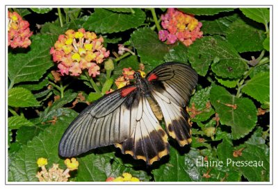 Grand mormon - Papilio memnon