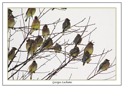  Jaseur d'Amrique - Cedar Waxwing -	Bombycilla cedrorum (Laval Qubec)