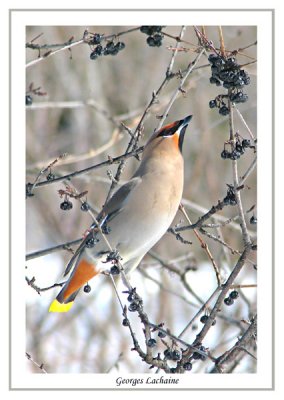 Jaseur boral - Jaseur boral - Bohemian Waxwing - Bombycilla garrulus (Laval Qubec)