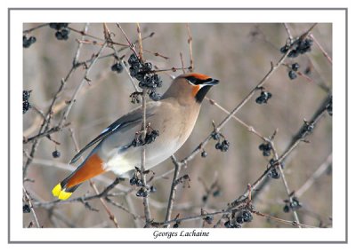 Jaseur boral - Jaseur boral - Bohemian Waxwing - Bombycilla garrulus (Laval Qubec)