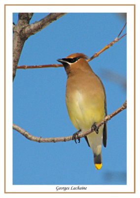  Jaseur d'Amrique - Cedar Waxwing -	Bombycilla cedrorum (Laval Qubec)