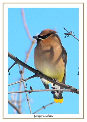 Jaseur d'Amrique - Cedar Waxwing - Bombycilla cedrorum (Laval Qubec)