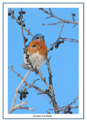 Merlebleu de l'Est - Eastern Bluebird - Sialia sialis (Laval Qubec)