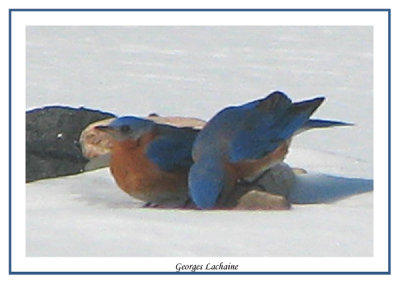 Merlebleu de l'Est - Eastern Bluebird - Sialia sialis (Laval Qubec)