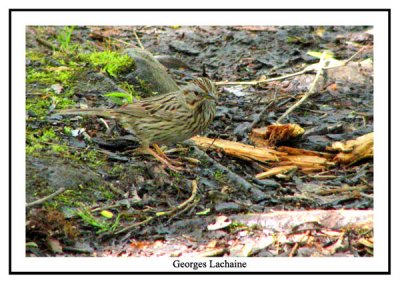 Bruant de Lincoln - Lincoln's Sparrow - Melospiza lincolnii (Laval Qubec)