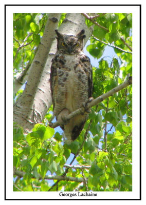 Grand-duc d'Amrique - Great Horned Owl - 	Bubo virginianus (Laval Qubec)