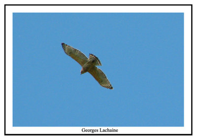 Buse  paulettes - Red-shouldered Hawk - Buteo lineatus (Laval Qubec)