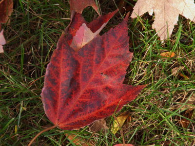 Red Maple Leaf.jpg