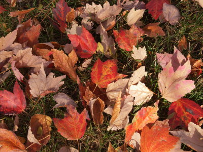 Red Maple Leaves.jpg