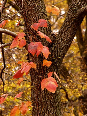 Vine In Tree.jpg