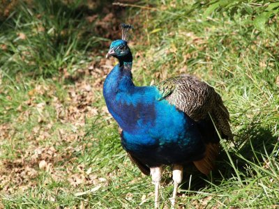 2 Peacock.jpg