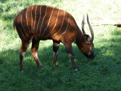 6 Striped Cow.jpg