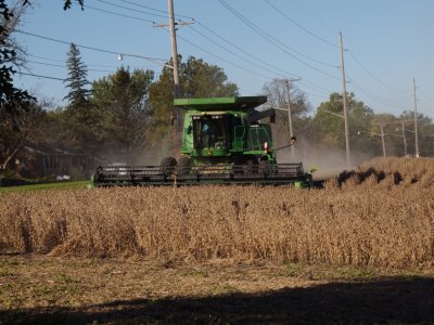 Oct 14 Sow Bean Harvesting 1.jpg