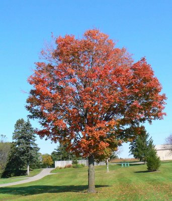 Oct 6 Fall Tree.jpg