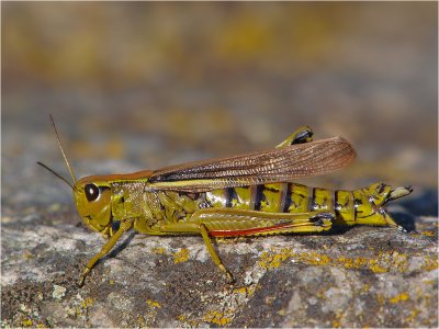 Mother Mecostethus