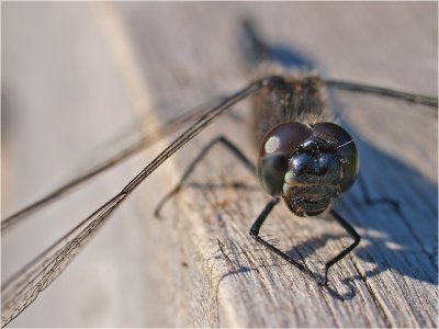 Bright eyes