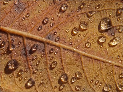 Dewfall