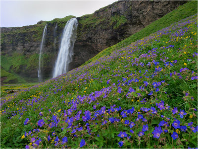 Purple bloom