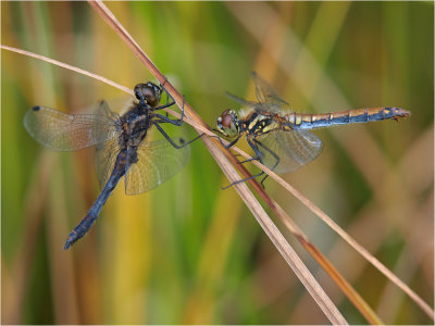 One pair, eight wings!