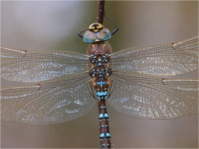 Blue eyes