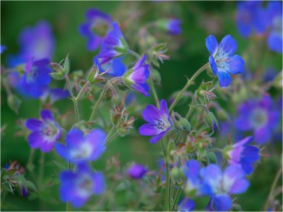 Wild Geranium