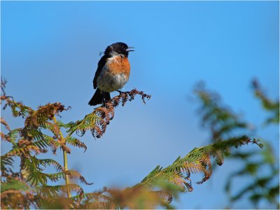Stonechat