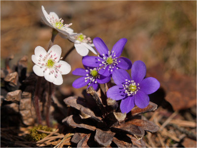 Anemone twins