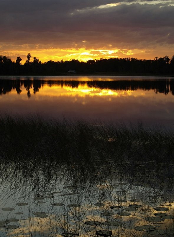 Lily Pad Sunset