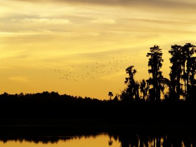 Birds and Silhouettes