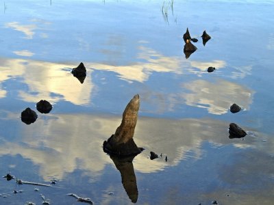 Cypress Knees and Blue Skies