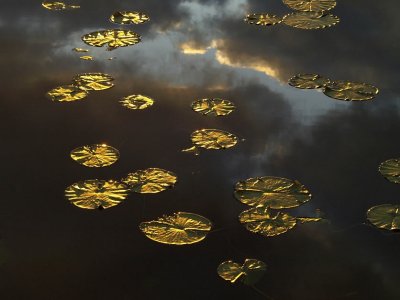 Golden Lily Pads