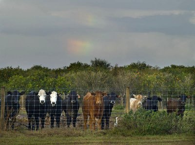 Ten Curious Viewers and a Rainbow