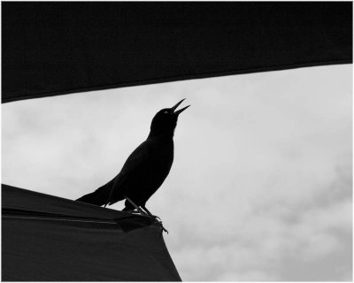 Blackbird singing...