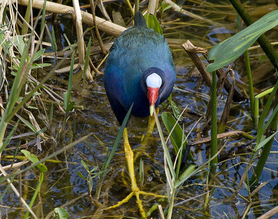 Purple Gallinule