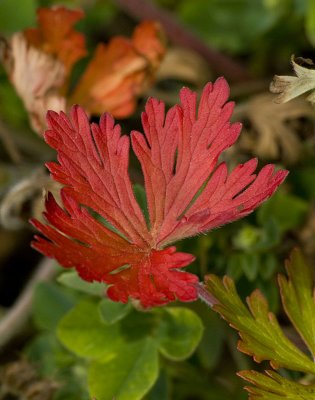 A Pretty Little Weed