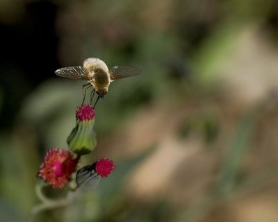 The bee fly