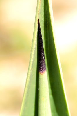 leaf abstract 3