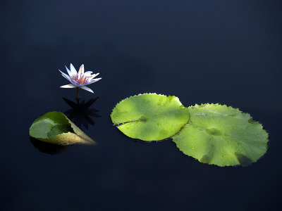 Three lily pads and the flower