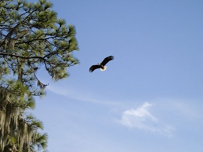 Bald Eagle