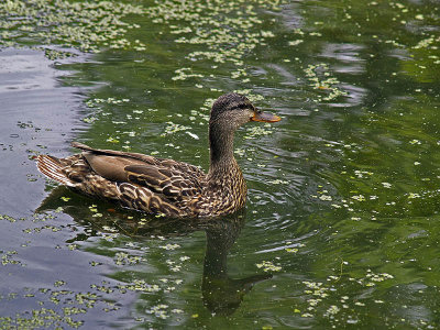 Green waters