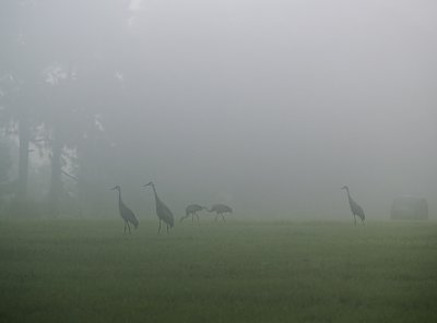 Mist Walkers